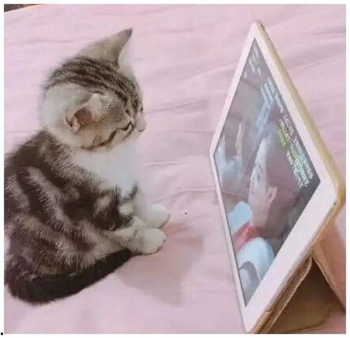 成人免费猫咪网站视频,视频内容深度解析