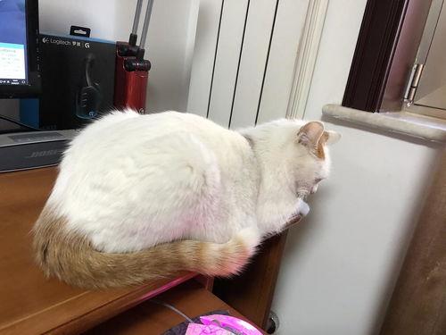 成人免费猫咪网站视频,视频内容深度解析