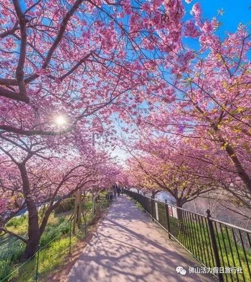 日本樱花成人片视频