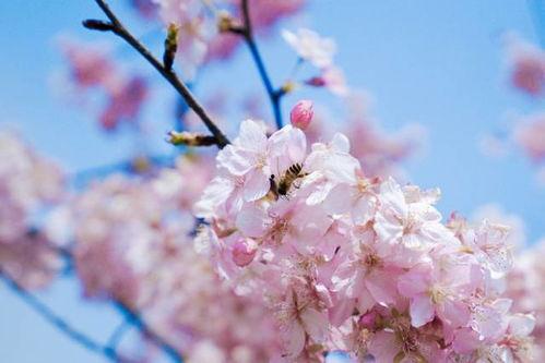 日本樱花成人片视频