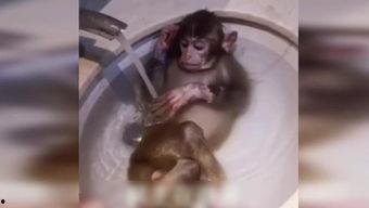 动物变成人的视频恐怖,动物变人恐怖视频揭秘