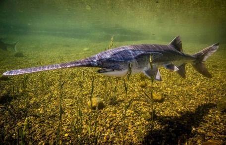 白鲟变成人短片图片视频,探寻海洋生物与人性的神秘交融