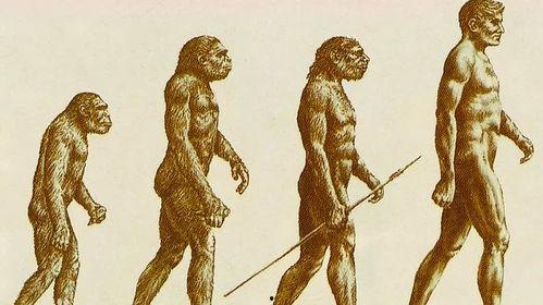 人类进化成人的视频,探寻人类起源的奥秘