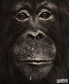 人类进化成人的视频,探寻人类起源的奥秘